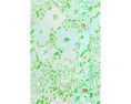 Туника Shaley Tunic Dress Lilly Pulitzer с воротником рюш и пуговицами